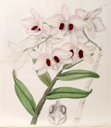 Dendrobium pulchellum (as syn. Dendrobium dalhousieanum)